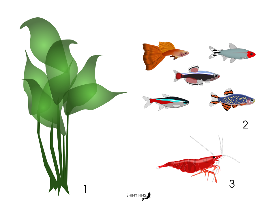 Graphische Darstellung von (1) Wasserpflanzen, (2) Zierfischen und (3) Garnelen.