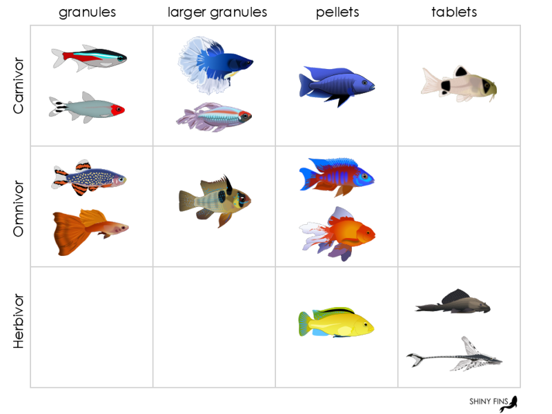 Zusammenfassung des Fütterungsverhaltens häufiger Zierfische im Aquarium